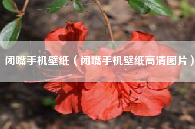 闭嘴手机壁纸（闭嘴手机壁纸高清图片）